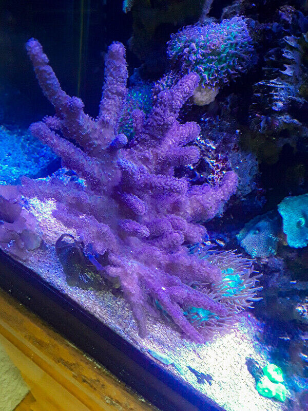 Finger Leather Salt Water Coral in Fish for Rehoming in Kawartha Lakes - Image 2