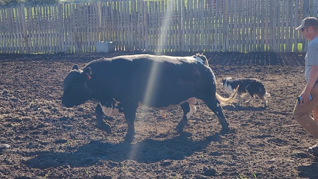 2 and 3 Year Old Speckle Park Bulls in Livestock in Edmonton - Image 2