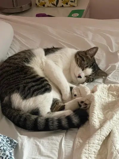 cat to rehoming , View more