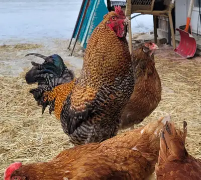 Coq, rooster Plymouth Rock, View more