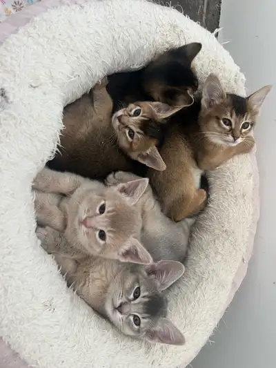 Nous avons de magnifiques chatons abyssins qui seront bientôt prêts à être adoptés. Une femelle bleu...