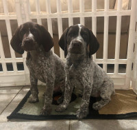 Pure German Shorthair Pointer    ALL SOLD. Thank you all, enjoy!