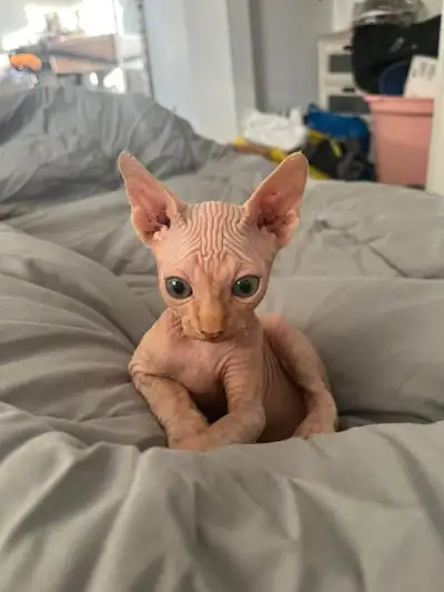 SPHYNX CAT, View more