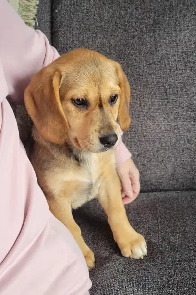 10 week old puppy , Bassett Hound/Labrador mix, View more