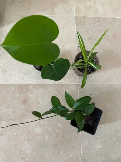 hoya carnosa & monstera deliciosa & spider plant bundle, View more