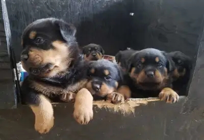 Rottweiler, View more