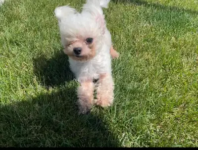 Hi! My name is Emma-Lee, and I’m offering dependable house and pet sitting services in the Markham /...