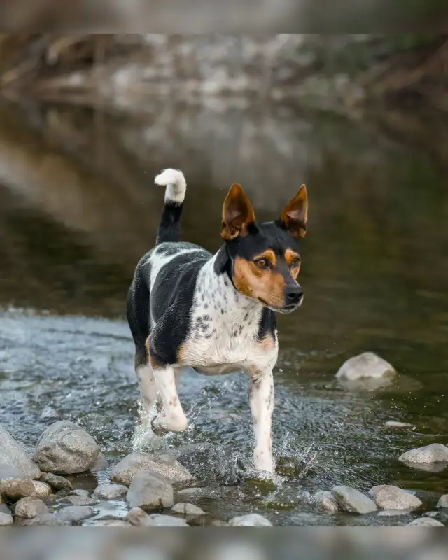 CKC Rat Terrier Puppies in Dogs & Puppies for Rehoming in Mission - Image 8