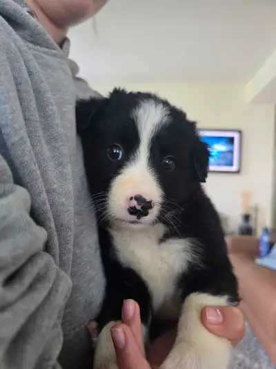 Border Collie puppies, pure bred - only 1 left!, View more