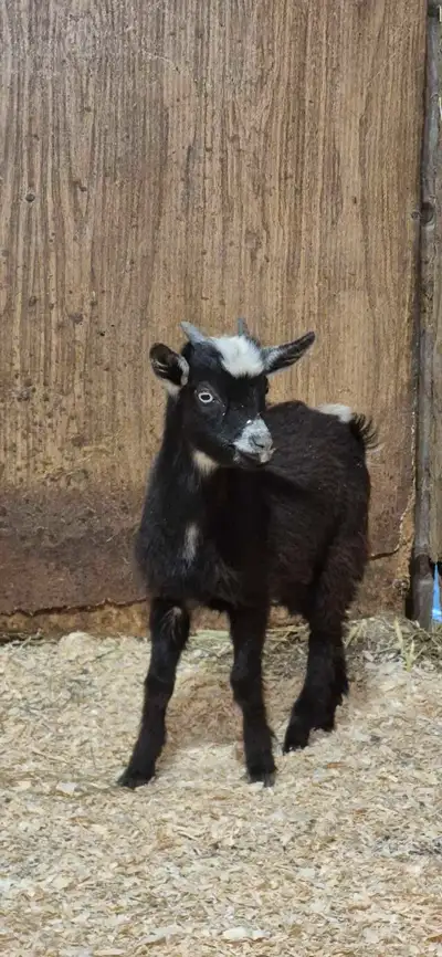 Magnifique petit bouc miniature a la recherche de sa nouvelle famille. Il a les 2 yeux bleu. Il est...