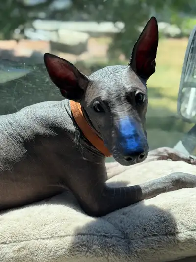 Xoloitzcuintli standard size, View more