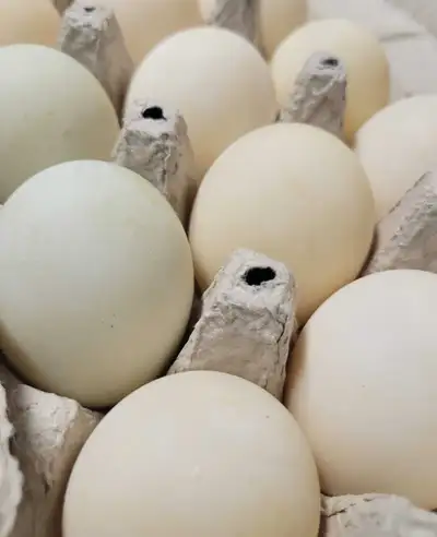 Duck Eggs for Hatching, View more