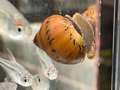 Nerite Snails , View more