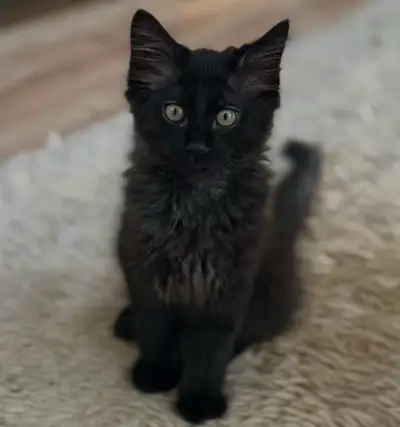 Black Angora Kittens, View more