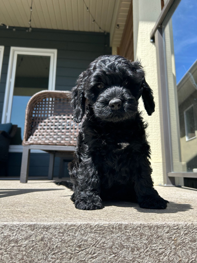 Cockapoo puppies in Dogs & Puppies for Rehoming in Calgary