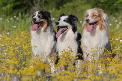 Canine photography, View more