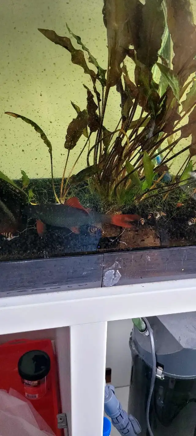 Fish & Aquarium setup (AS IT IS) in Fish for Rehoming in Oakville / Halton Region - Image 9