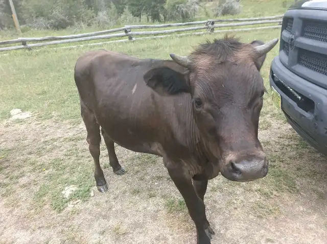 Cattle Herd in Livestock in Cranbrook - Image 7