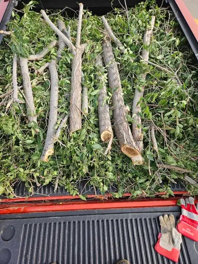 Yard care and tree services, View more