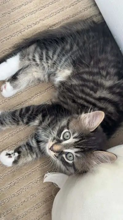 chaton à vendre, View more