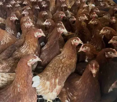 Pullets For Sale, View more