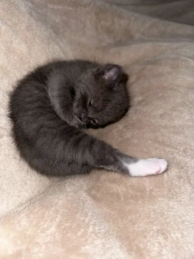 Kitten’s for sale in Cats & Kittens for Rehoming in Laval / North Shore - Image 7