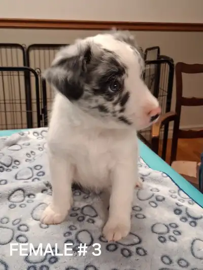 AUSTRALIAN SHEPHERD PUPPIES, View more