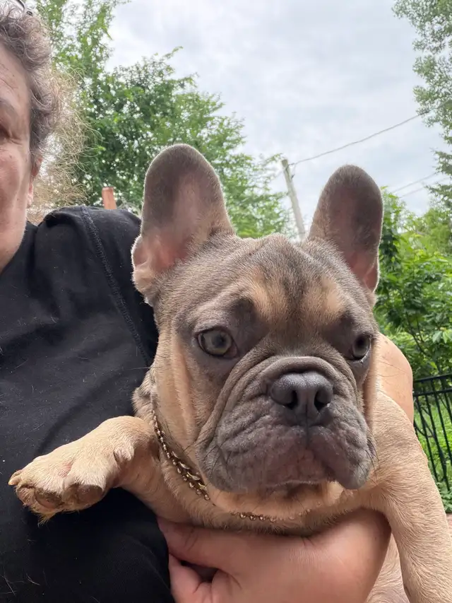 FRENCH BULLDOG PUPPIES in Dogs & Puppies for Rehoming in Ottawa - Image 4