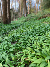 Wild garlic, $5/small clump (for planting)