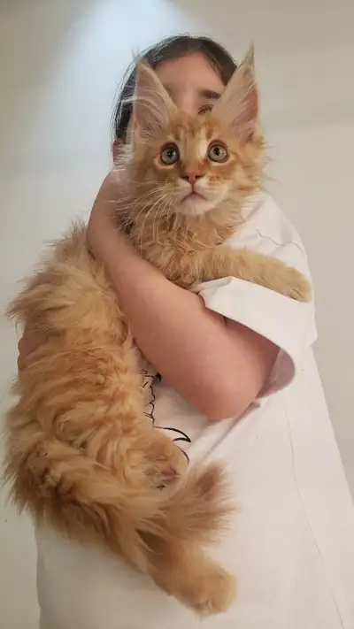 Last Purebred Maine Coon kitten, View more