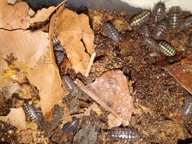 Isopods Galore.....pets or food. in Reptiles & Amphibians for Rehoming in Ottawa - Image 3
