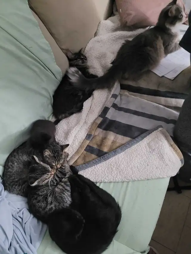 multiple kittens603219924238346241
