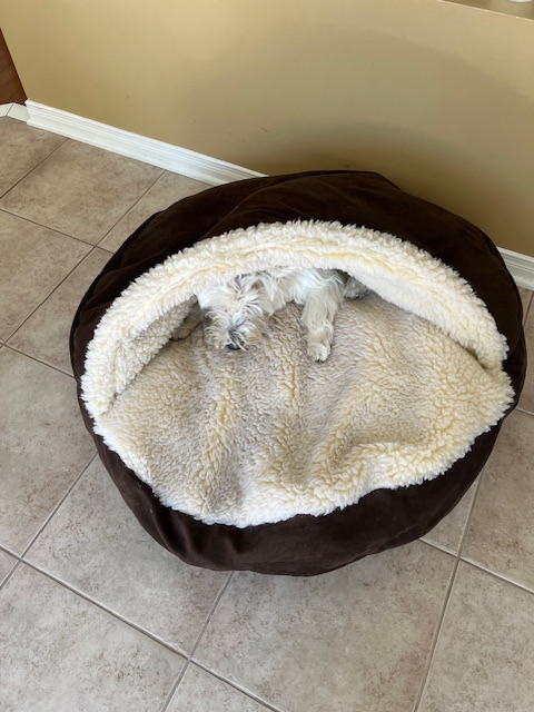 Dog/Cat Cave Bed in Accessories in Ottawa - Image 3