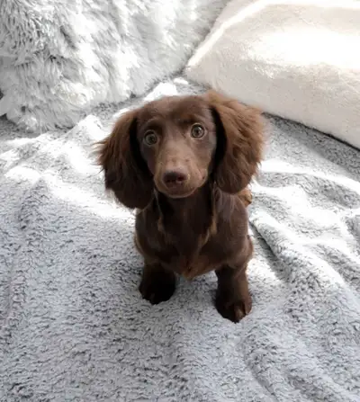 miniature long-haired dachshund puppies - two left!, View more