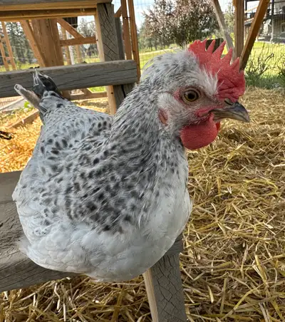 Free Roosters, View more