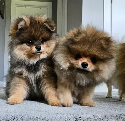 Premium pomeranian puppies *, View more