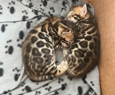 Bengal kittens pur de chez pur ! à qui la chance, View more
