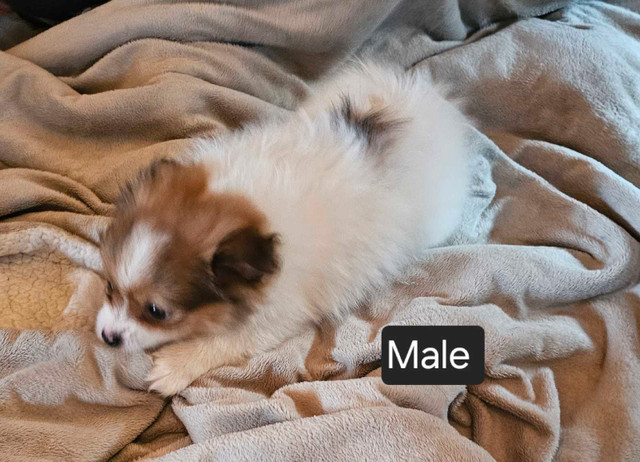 Sable parti Pomeranian pure 2 left  Ready Now  in Dogs & Puppies for Rehoming in St. Albert - Image 2