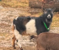 Goat buck service