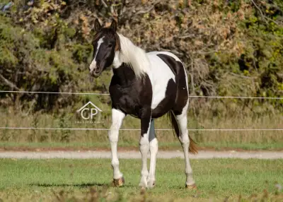 2024 Friesian X Paint Filly, View more