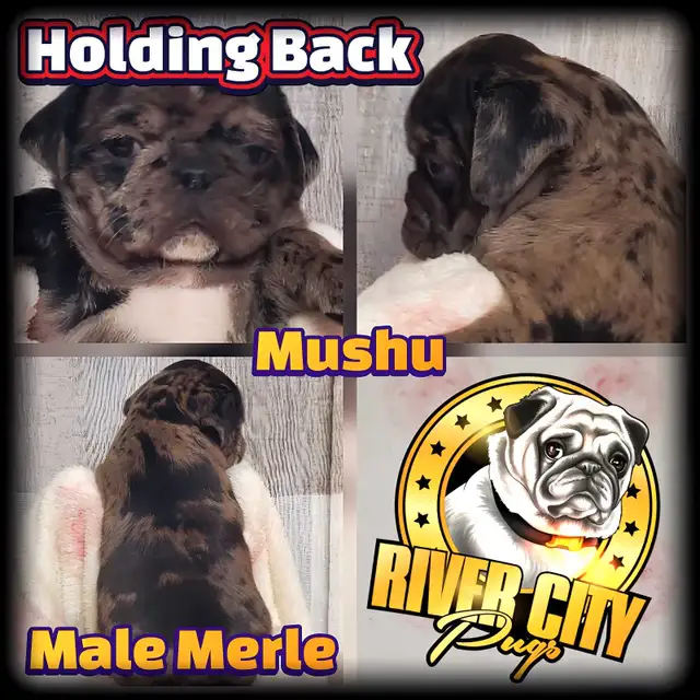 Panda Pug, Merle Pug & Koi Pug Puppies in Dogs & Puppies for Rehoming in Winnipeg - Image 9