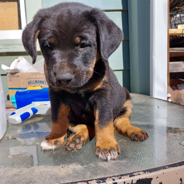 German Shepherd/ Rottweiler mixed puppies for sale! $1000 in Dogs & Puppies for Rehoming in Burnaby/New Westminster - Image 2