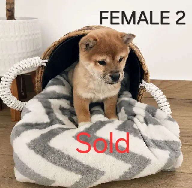 shiba inu puppies in Dogs & Puppies for Rehoming in Winnipeg - Image 6