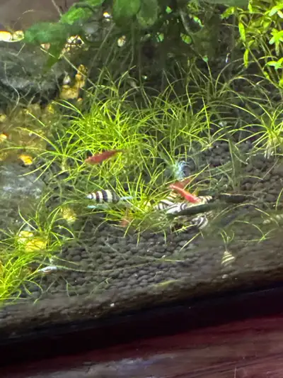 assassin snails , View more