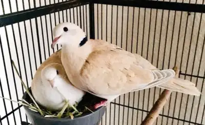 Ring neck dove available for Re homing Many to chose from $20 each or two for $35 Can ship all over...