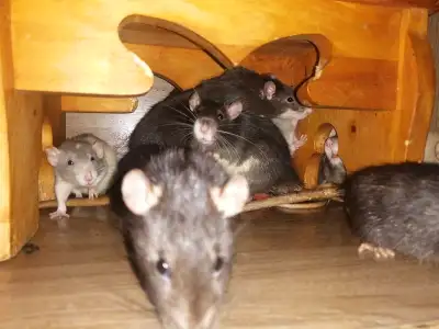 Il me reste des gris femelle et male noir et blanc un beige male. Ils sont habituez a ce faire prend...