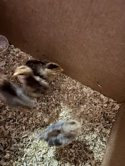 2 week old chicks (selling together), View more
