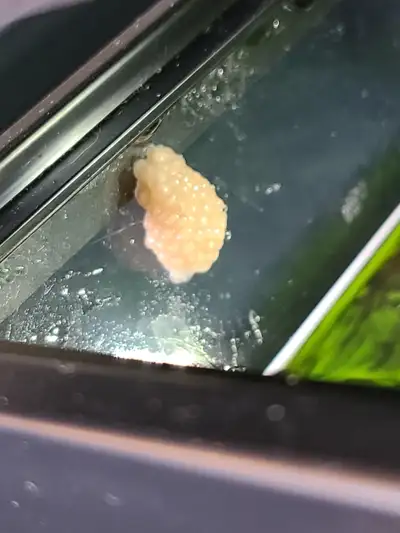 My mystery snail just laid 100’s of eggs. Befor I toss them just wanted to see if anyone was interes...