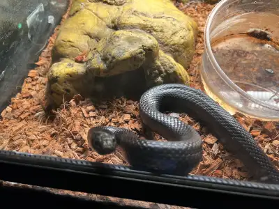 MBK breeding pair, View more