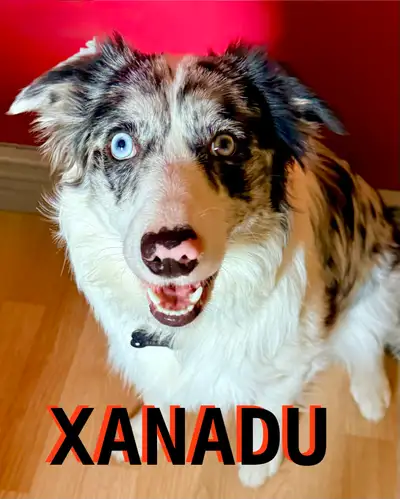 Beautiful Female Border Collie, View more